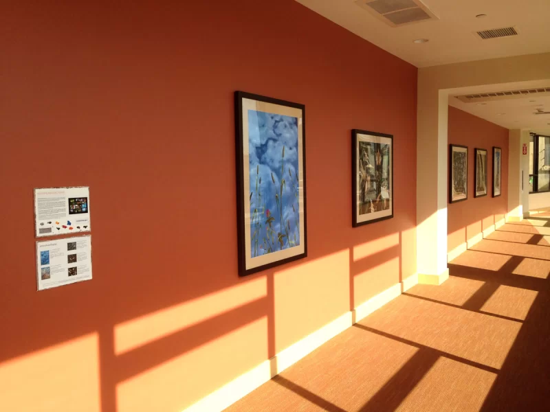 Natural Distractions - Custom Prints for Lobby of Northampton Square, Boston