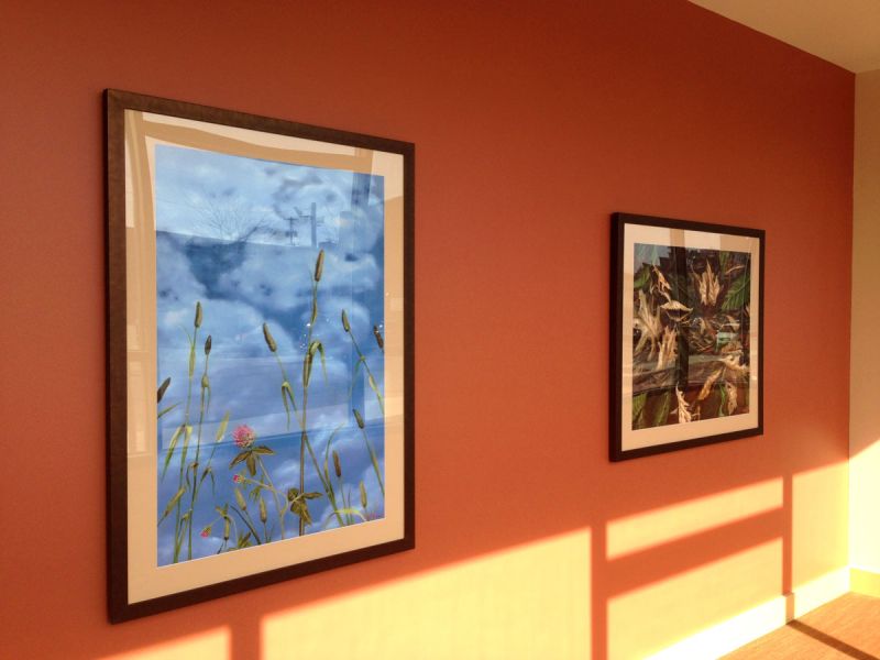 Natural Distractions - Custom Prints for Lobby of Northampton Square, Boston